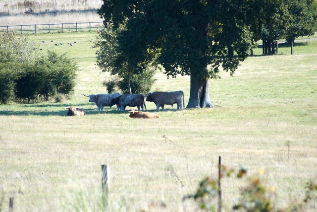 FS HAmpshire 100.jpg