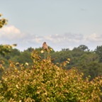 FS HAmpshire 119.jpg