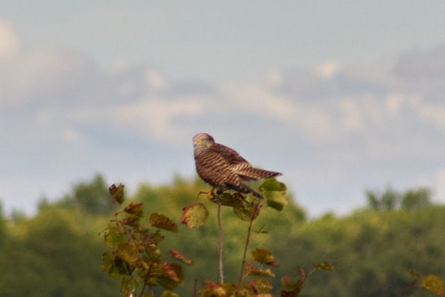 FS HAmpshire 122.jpg