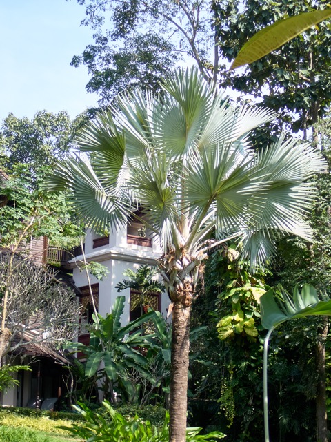 Thailand tg72024 49.jpg