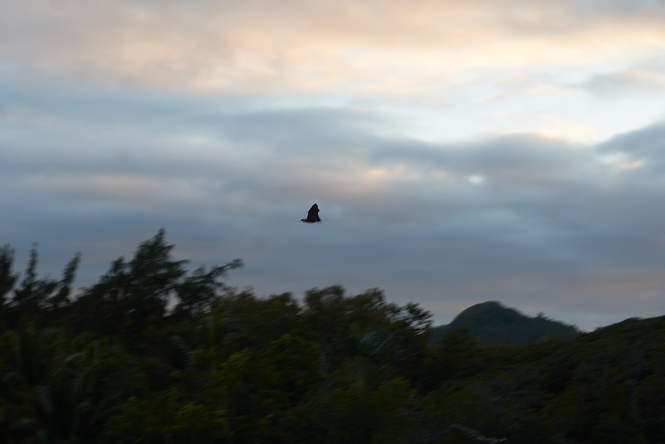 MAURITIUS sony 20.jpg