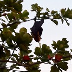 MAURITIUS sony 28.jpg