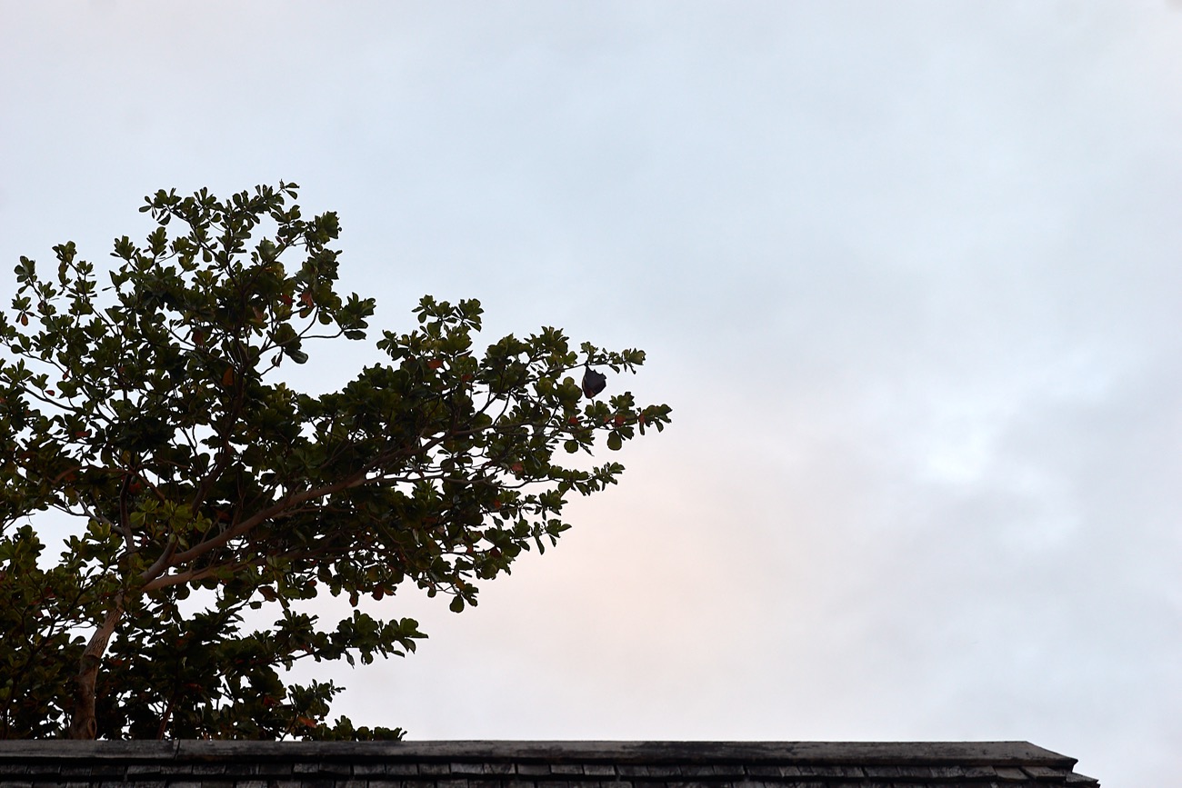 MAURITIUS sony 30.jpg