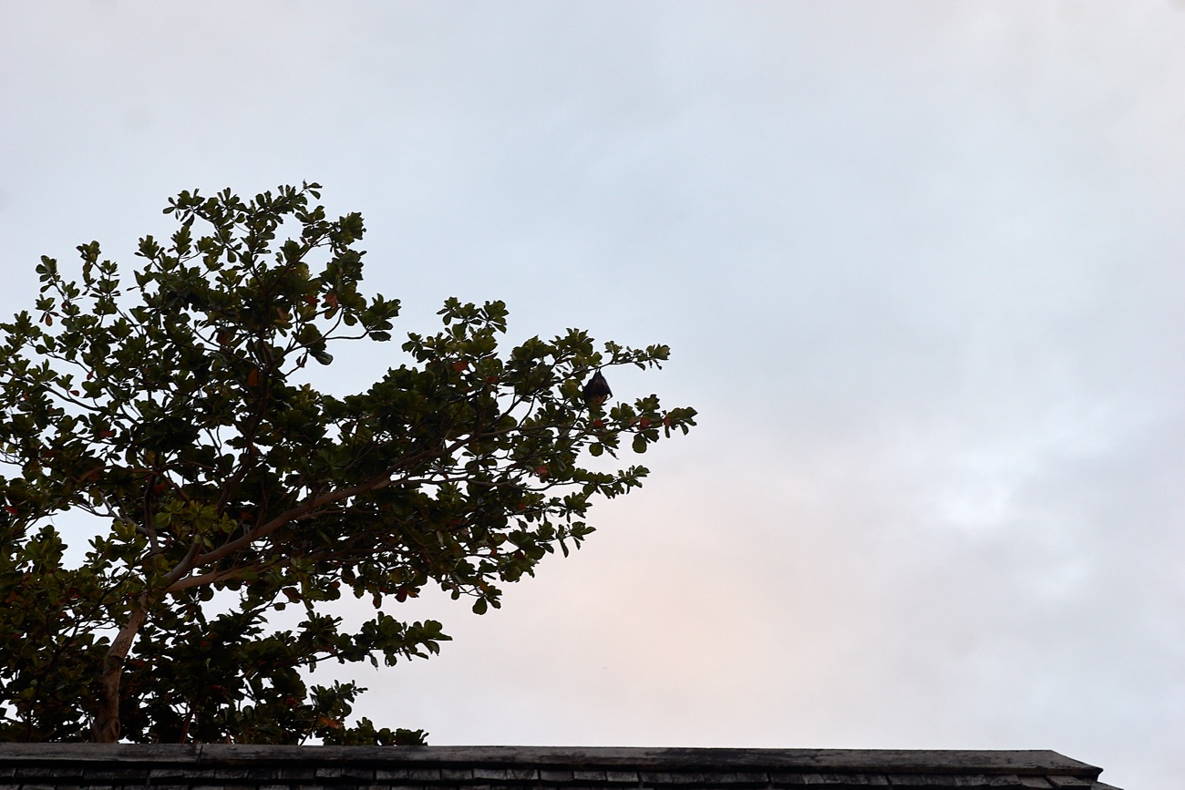 MAURITIUS sony 37.jpg